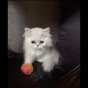 Meet your Posher, Yasmeen